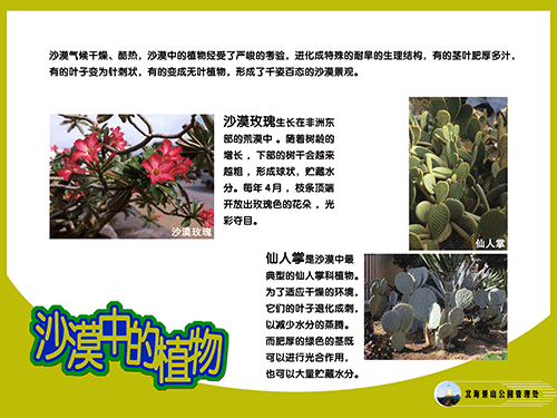 沙漠中的植物-1.png