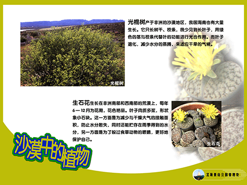 沙漠中的植物-2.png