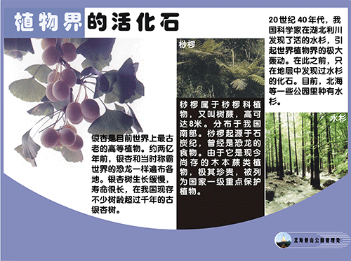 植物界的活化石.png