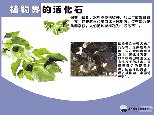 植物界的活化石-2.png